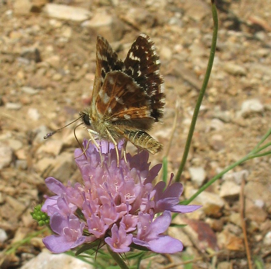 Spialia sertorius (Hesperiidae)